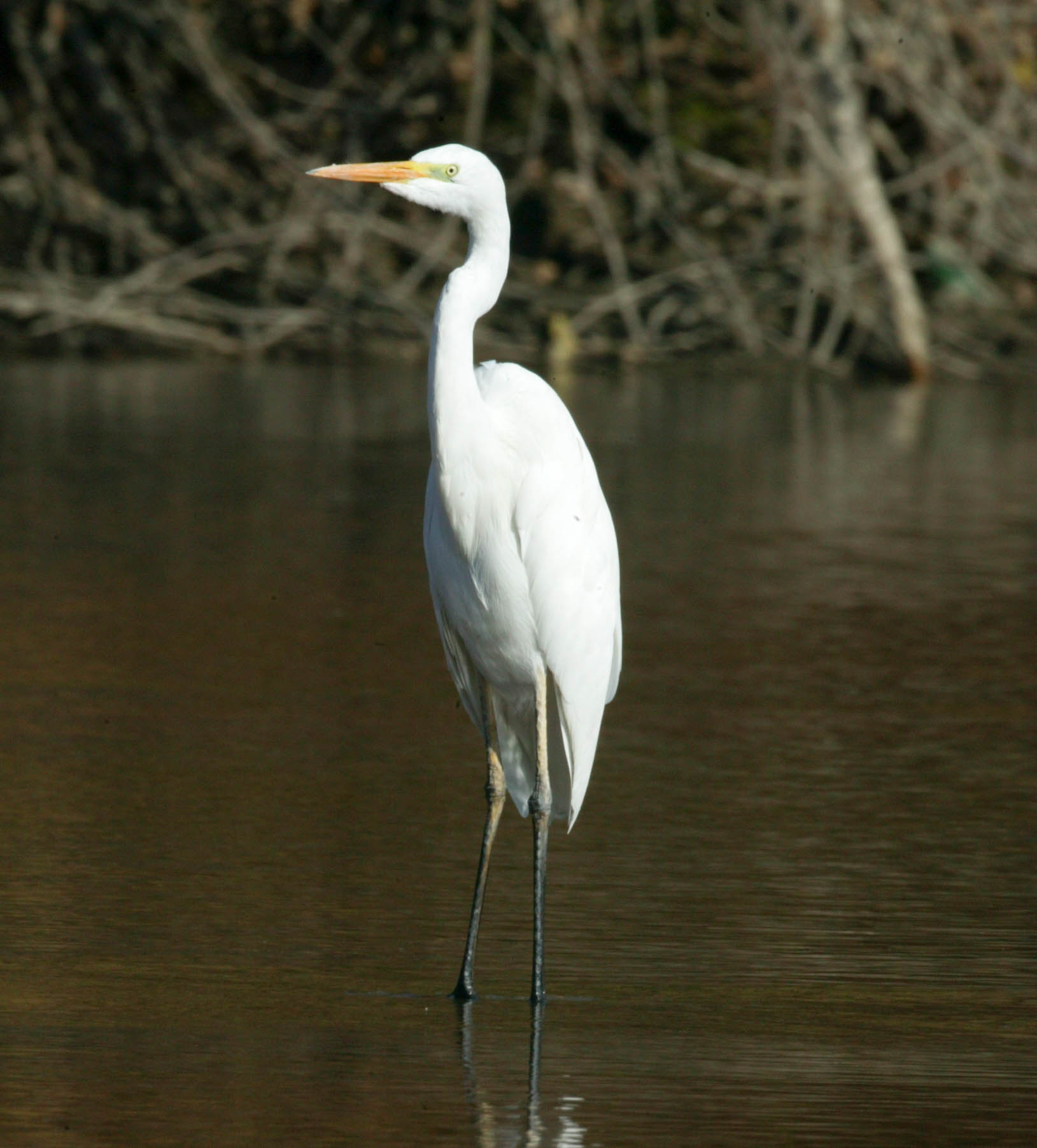Egreta mare – Ardea alba