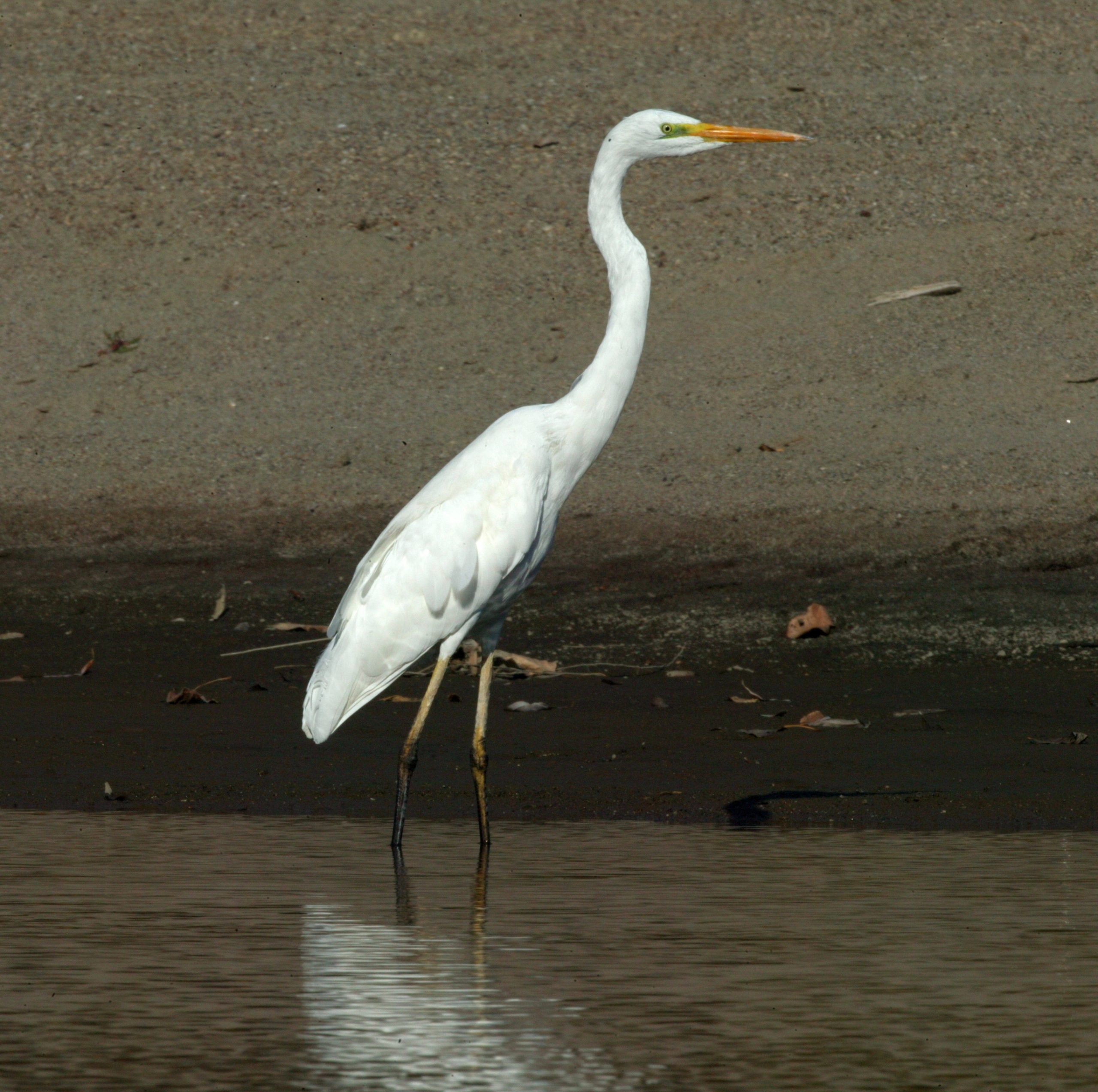 Egreta mare – Ardea alba