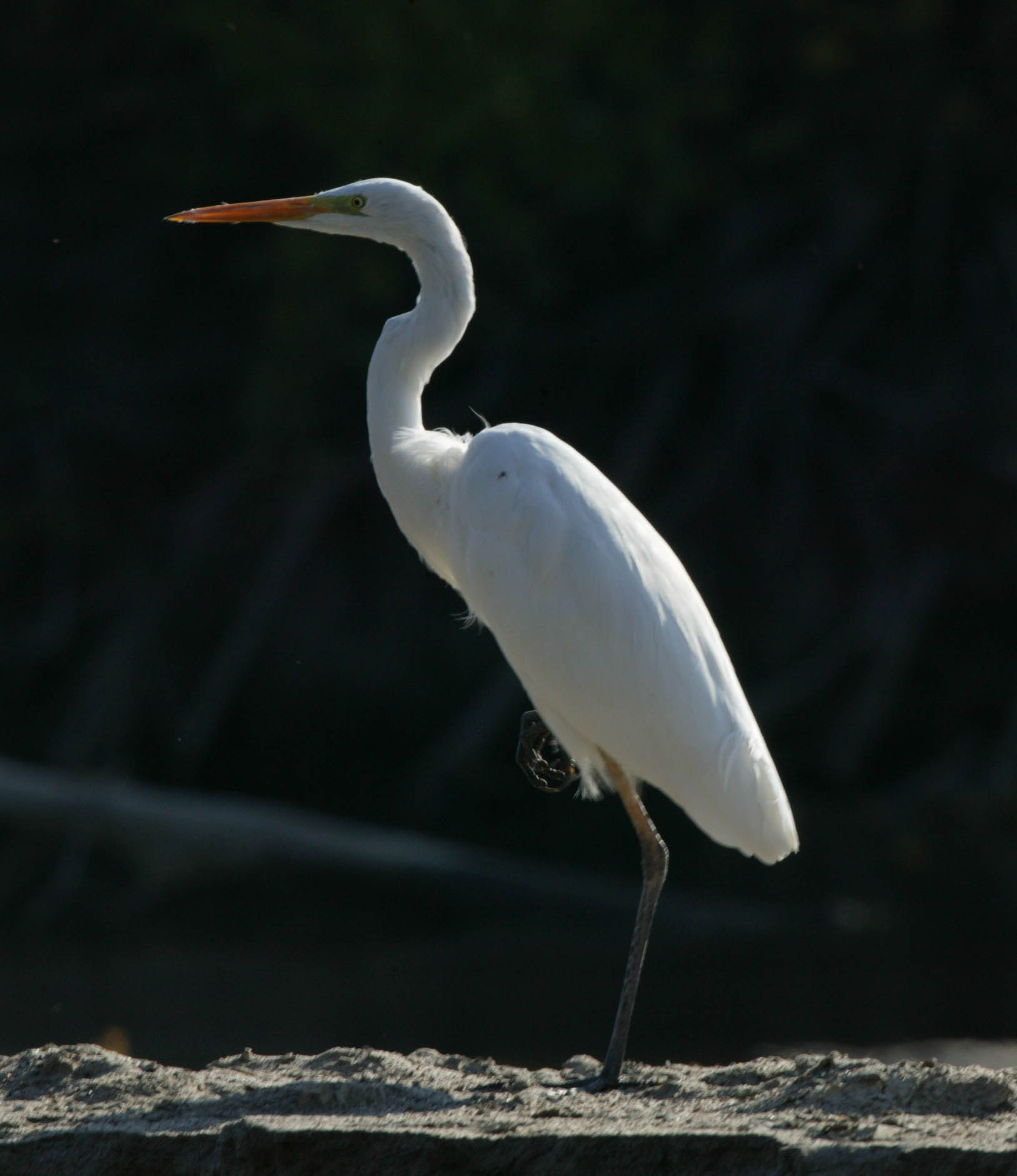Egreta mare – Ardea alba