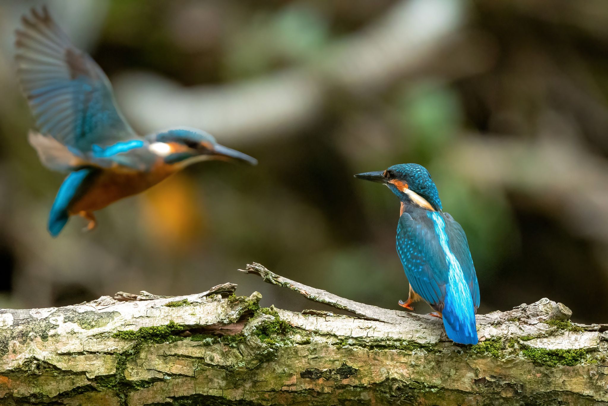 Alcedo athis autor SAIN NICOLAE - 2