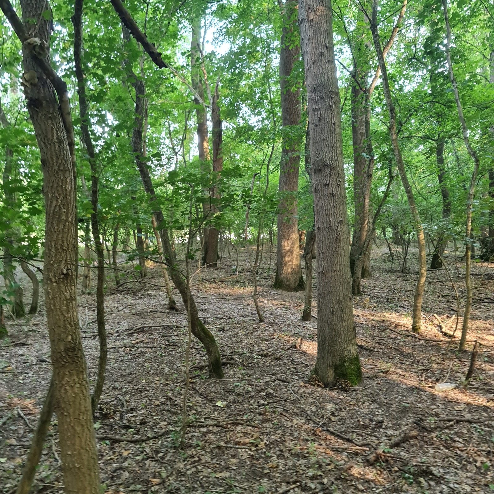 Habitat tip 91F0