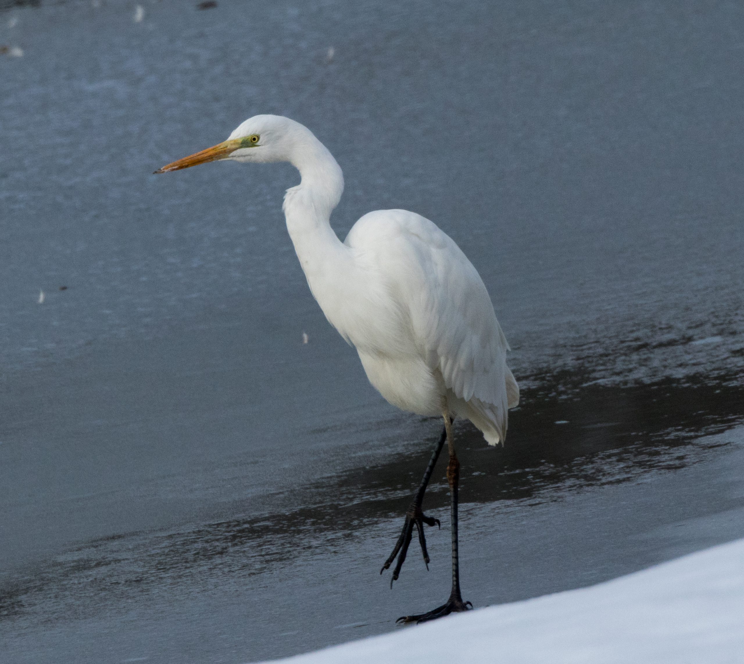 Egreta mare – Ardea alba