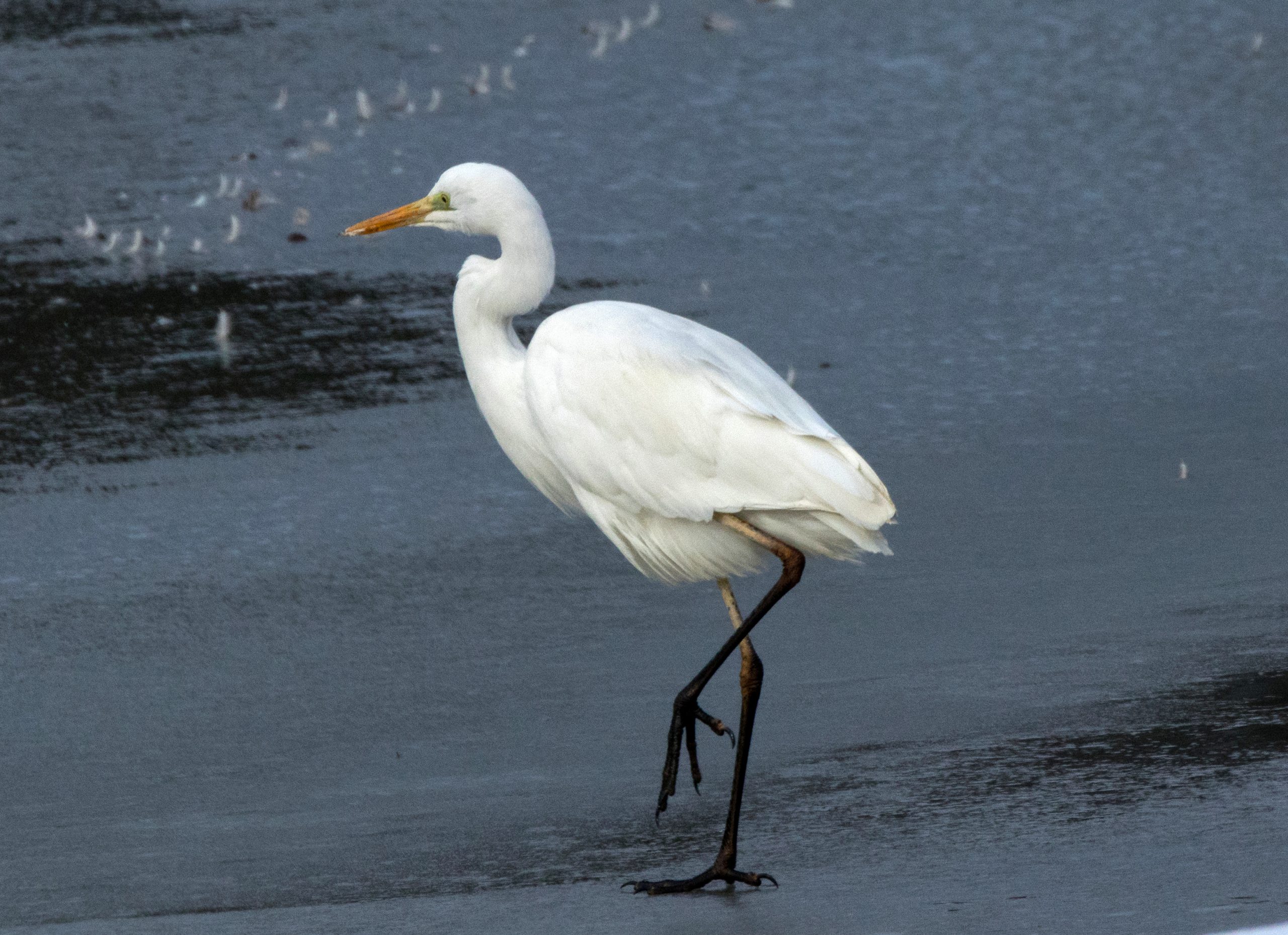 Egreta mare – Ardea alba