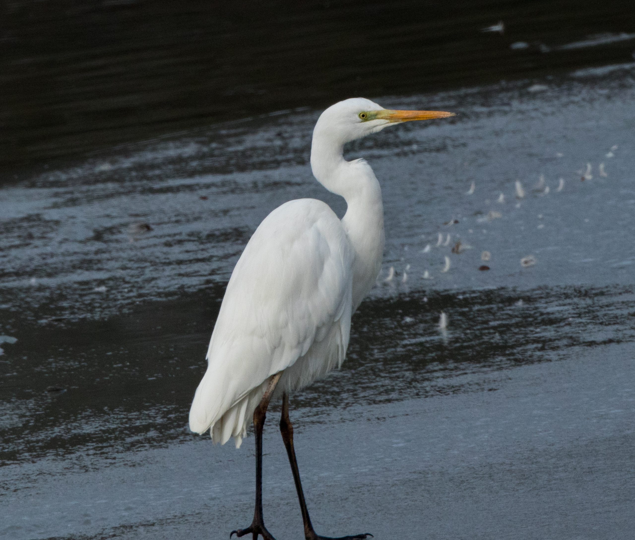 Egreta mare - Ardea alba