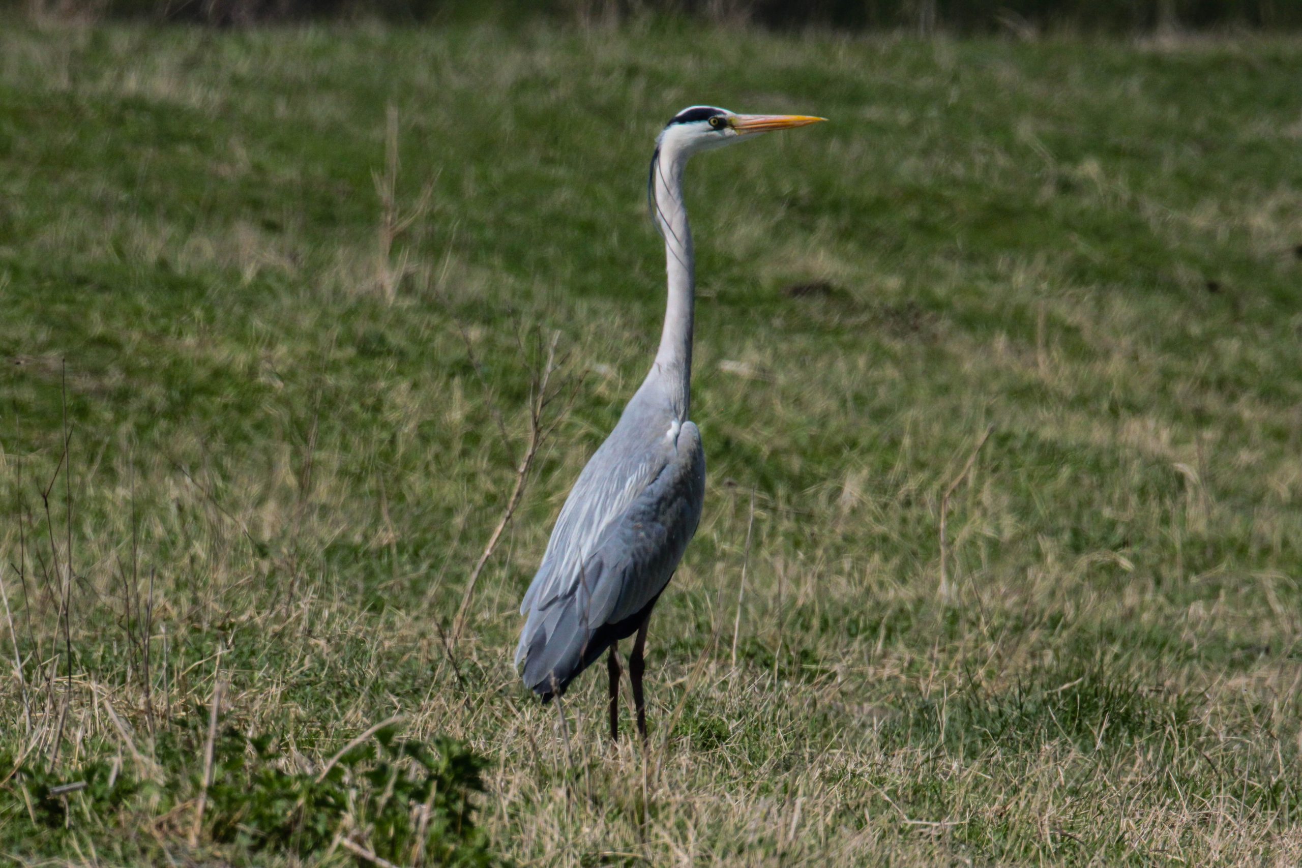 Ardea cinerea