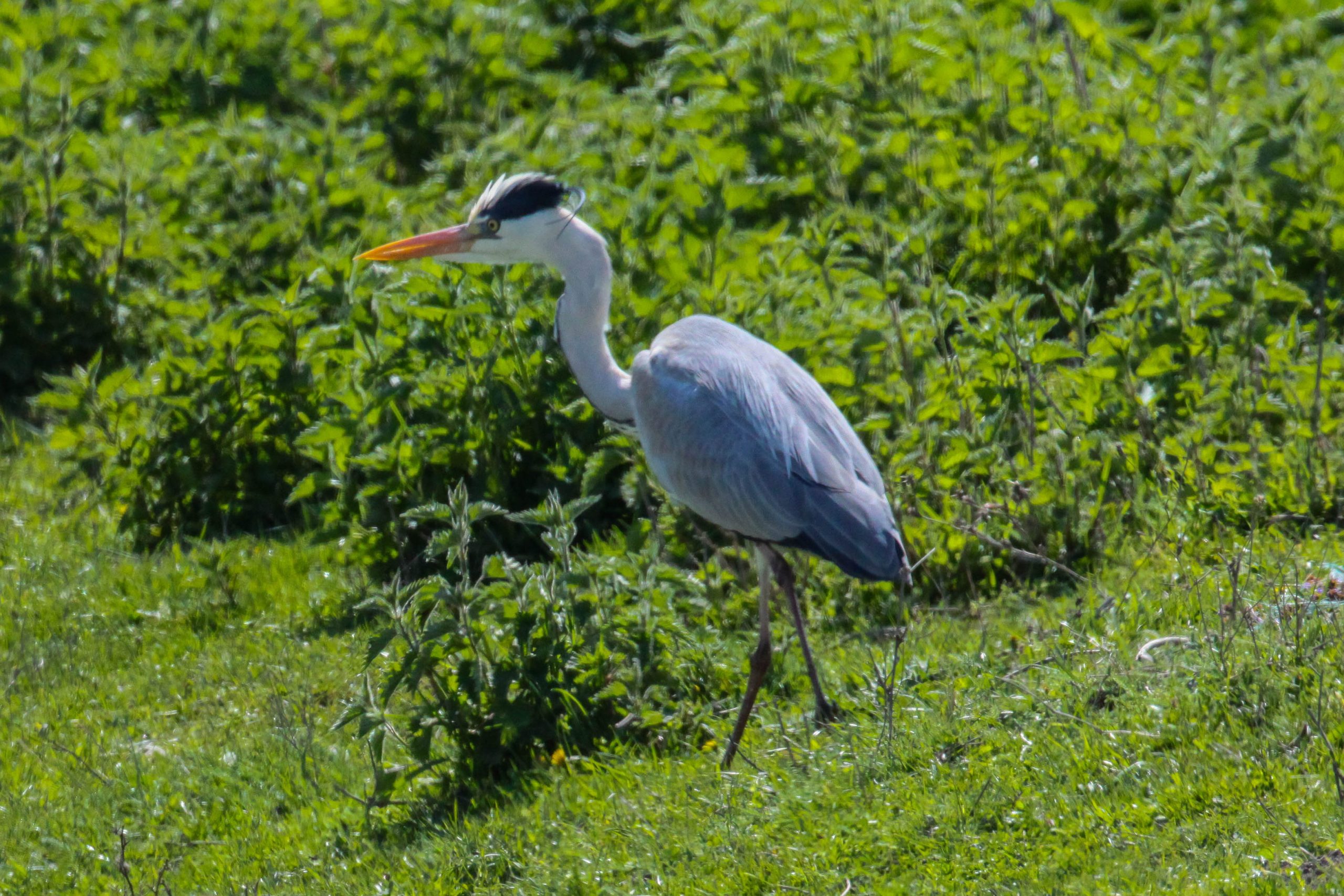 Ardea cinerea