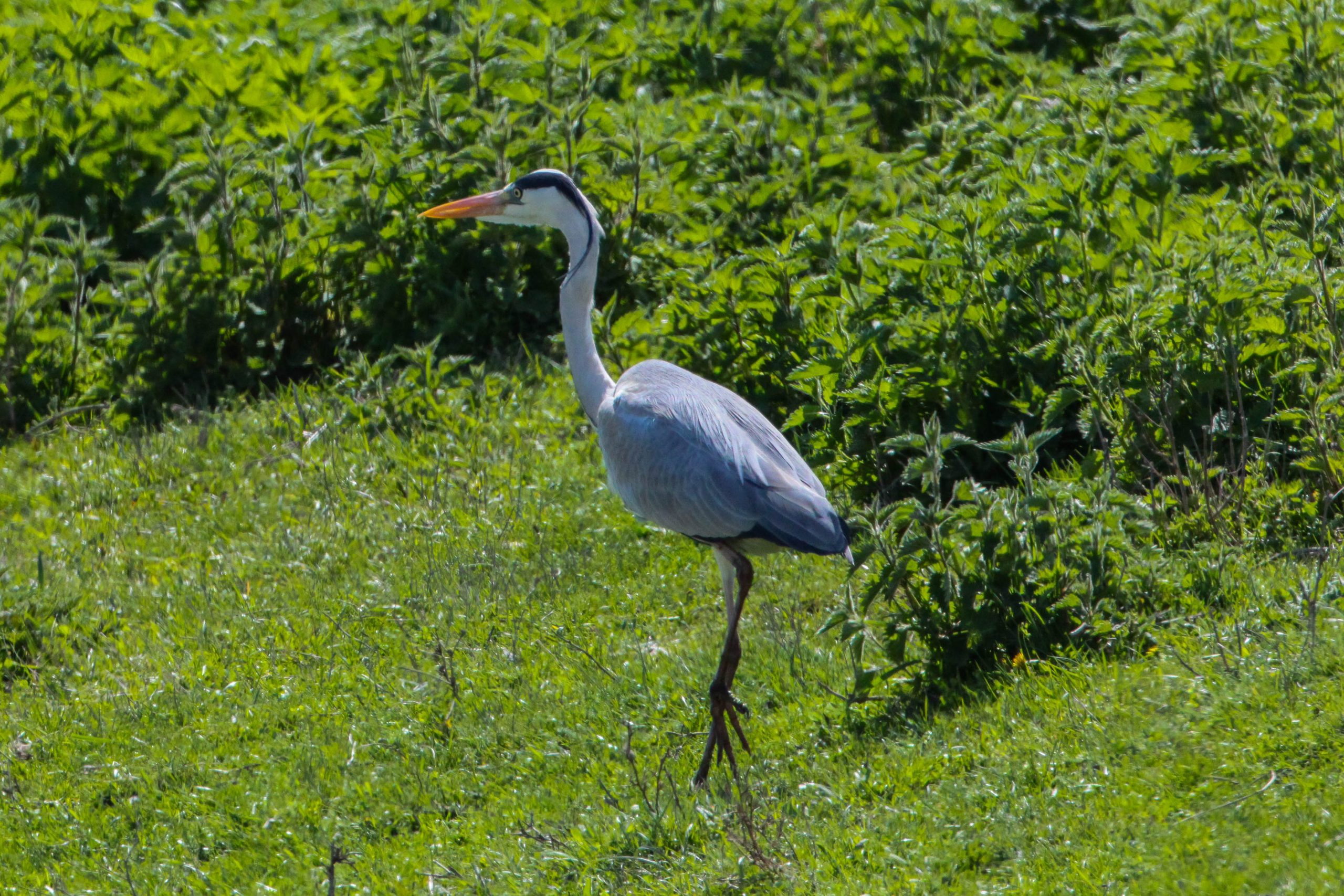 Ardea cinerea
