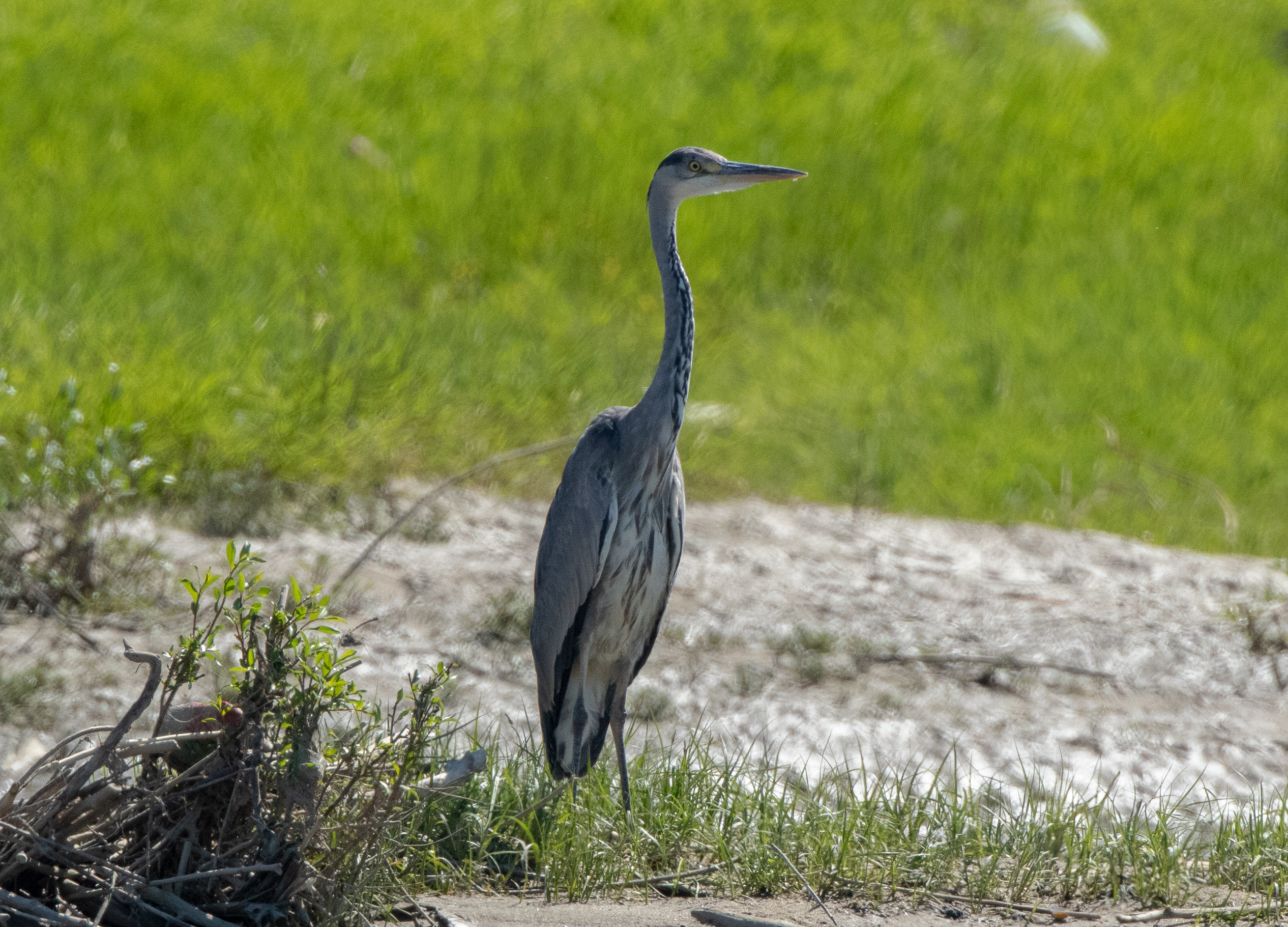 Ardea cinerea
