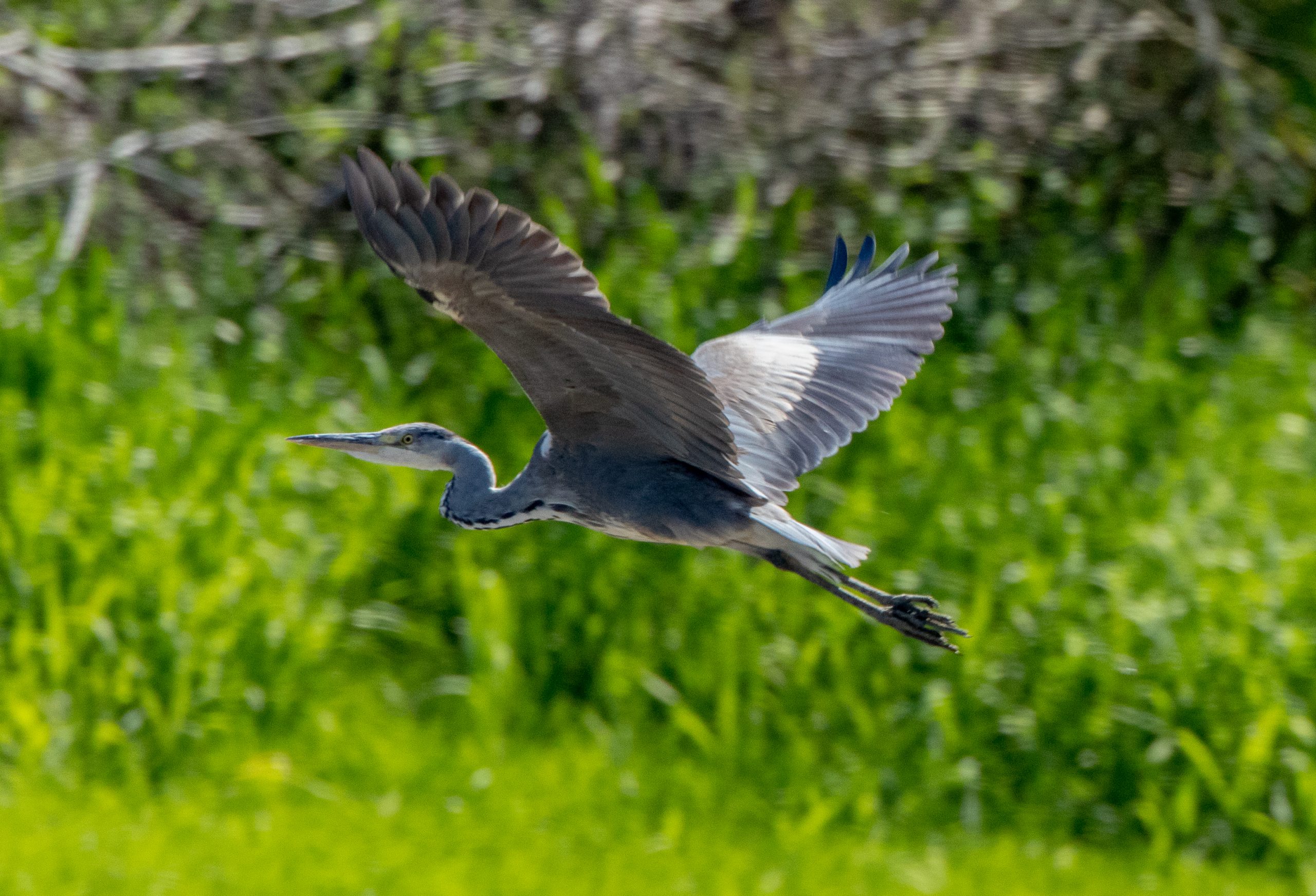Ardea cinerea