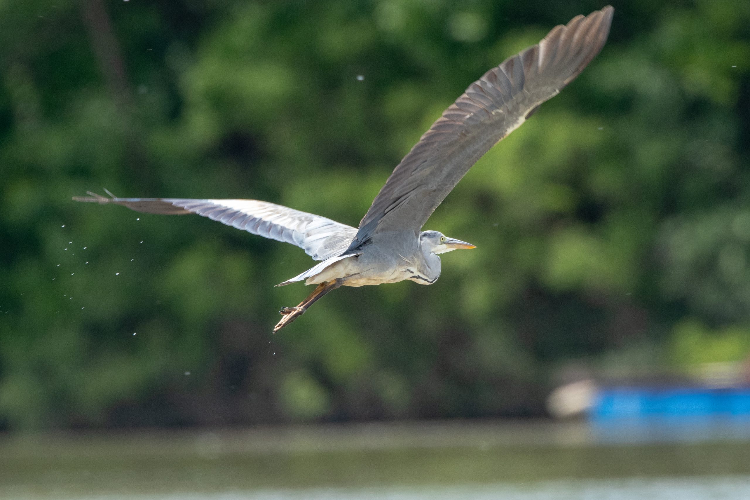Ardea cinerea